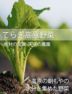 てらぎ高原野菜食材の宝庫　天空の農園高原の朝もやの水分を集めた野菜